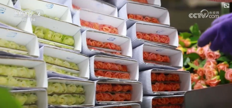 云南姚安：七夕“浪漫經(jīng)濟(jì)”升溫 日均百萬枝玫瑰供應(yīng)市場