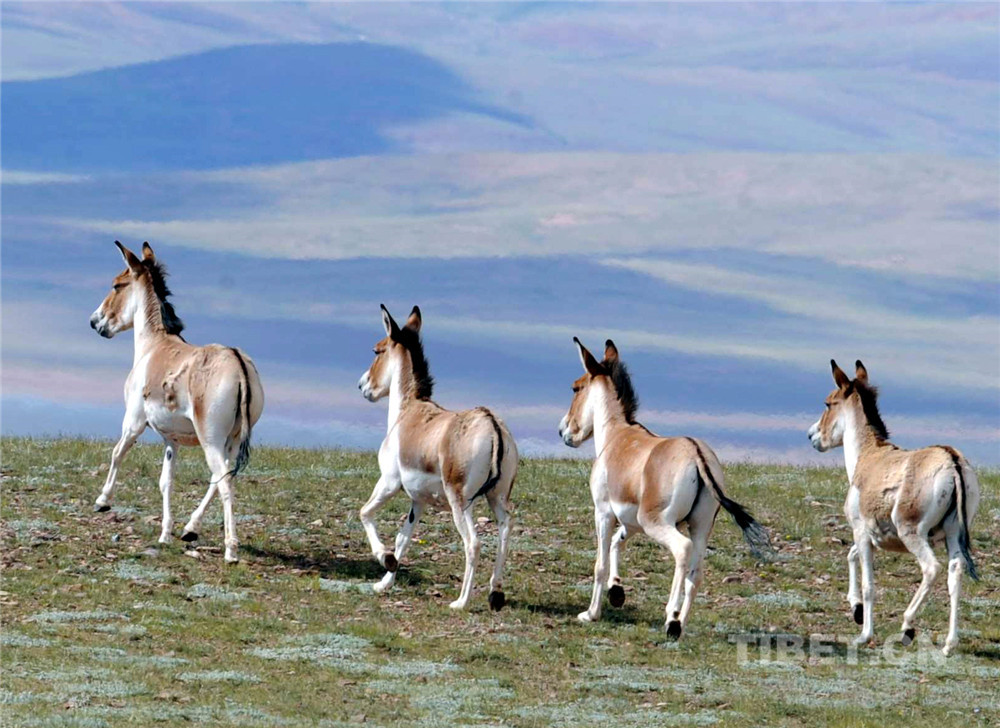 這是奔跑在羌塘國家級自然保護區(qū)的國家一級保護動物藏野驢。（唐召明2009年攝）.jpg