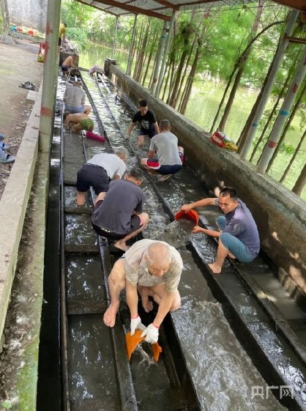 場面震撼！中國龍舟之鄉(xiāng)順德舉行起龍儀式