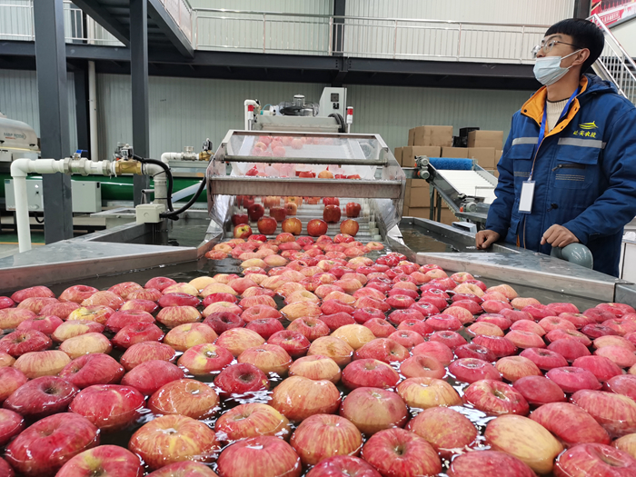 智能選果線清洗。來(lái)源：柳林鎮(zhèn)果技站供圖。