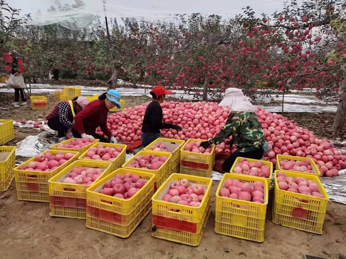 來(lái)源：柳林鎮(zhèn)果技站供圖。