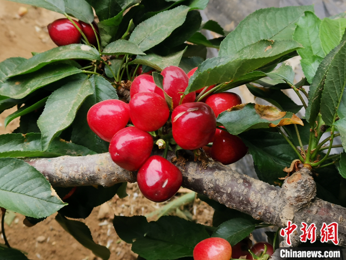 陜西省子長(zhǎng)市盛宇現(xiàn)代農(nóng)業(yè)示范園內(nèi)，櫻桃鮮艷欲滴。<a target='_blank'  ><p  align=