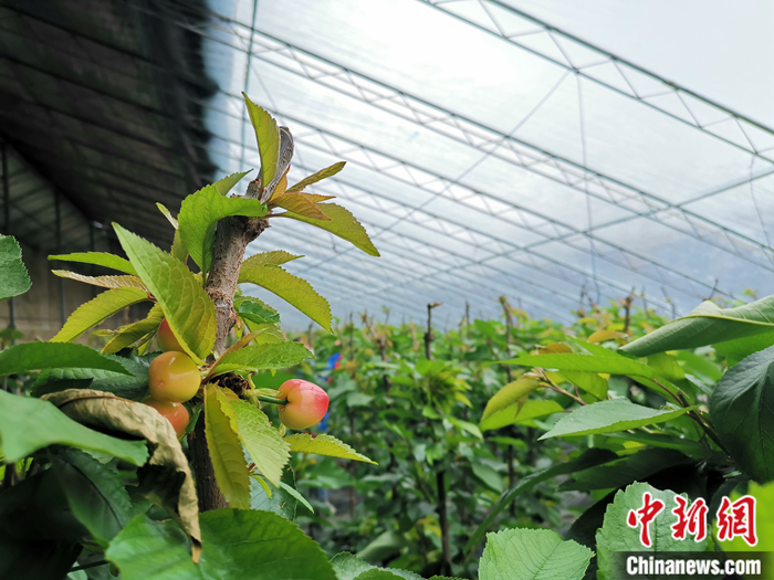 陜西省子長(zhǎng)市盛宇現(xiàn)代農(nóng)業(yè)示范園櫻桃園區(qū)。<a target='_blank'  ><p  align=