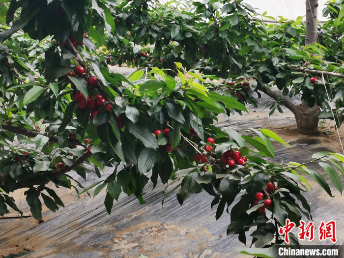 陜西省子長(zhǎng)市盛宇現(xiàn)代農(nóng)業(yè)示范園內(nèi)，櫻桃鮮艷欲滴。<a target='_blank'  ><p  align=