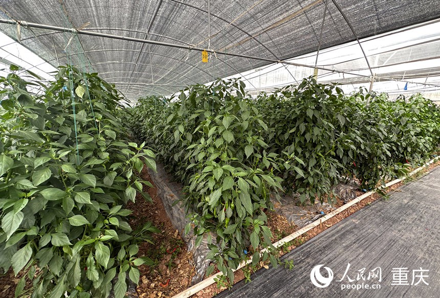 侶俸“巴岳農(nóng)莊”設(shè)施蔬菜科技園內(nèi)作物長勢良好。人民網(wǎng)記者 劉政寧攝